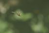 Somatochlora metallica